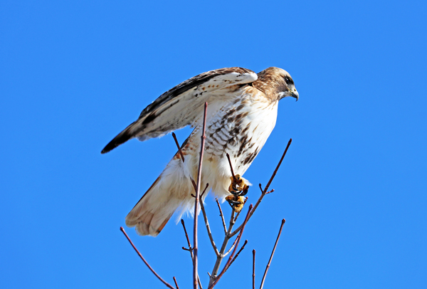 Red Tailed Hawk Ready For Flight by Deb Oppermann