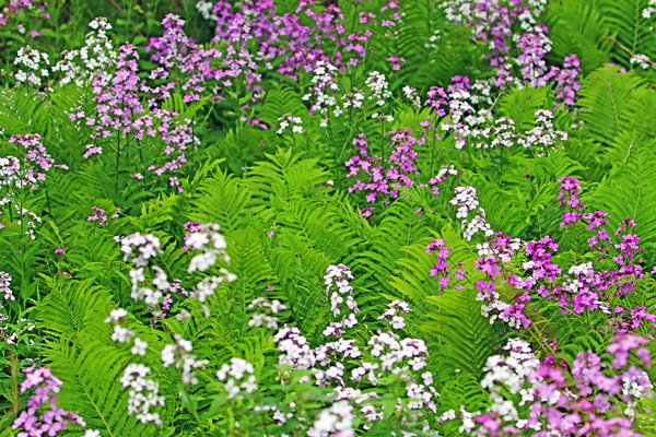 Rockets And Ferns by Deb Oppermann