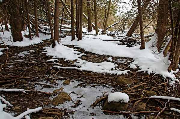 Roots by Deb Oppermann