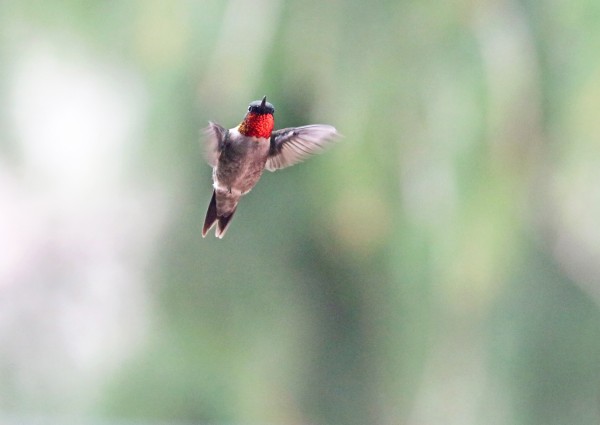 Ruby Throat Print