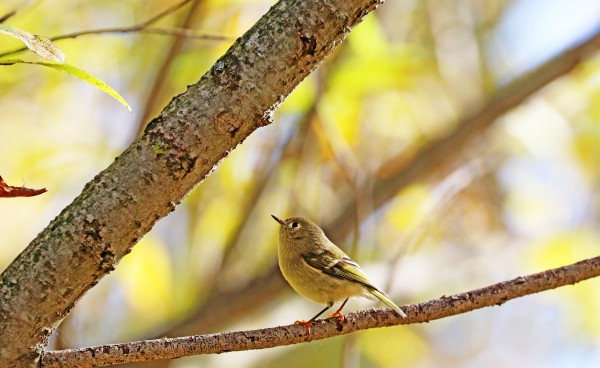 Ruby Crowned Kinglet In Golden Autumn by Deb Oppermann