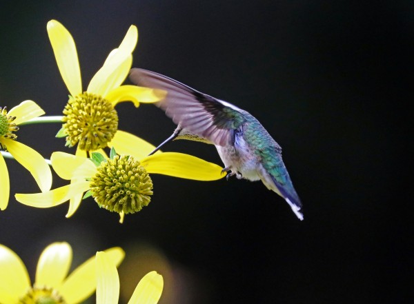 Ruby Throated Hummingbird On Yellow Flowers by Deb Oppermann