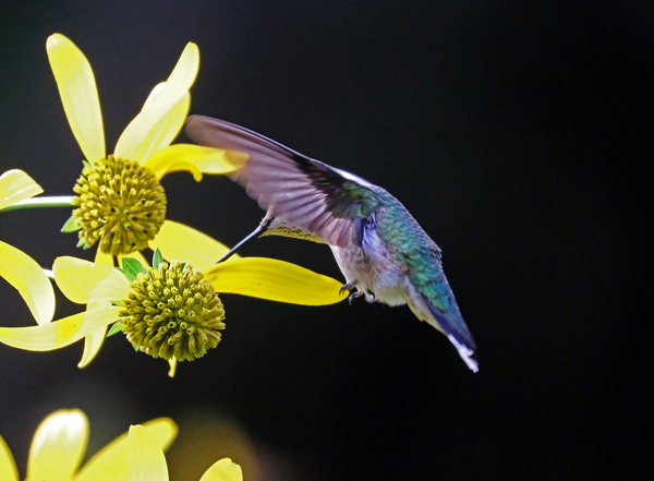Ruby Throated Hummingbird On Yellow Flowers by Deb Oppermann