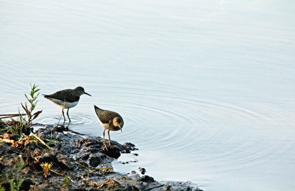 Sandpipers Print