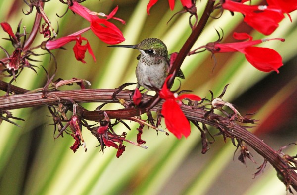 Satisfied Hummingbird Print
