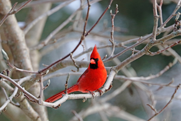 Seeing Red by Deb Oppermann