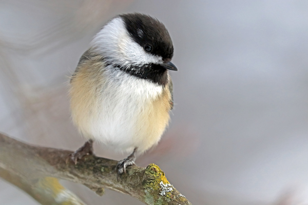 Shy Chickadee by Deb Oppermann