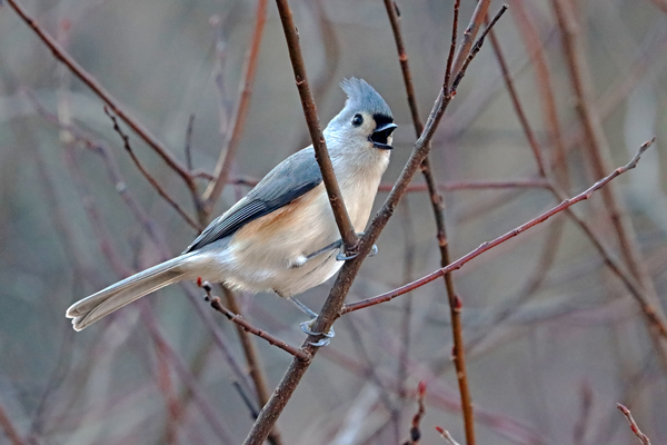 Singing Titmouse Print