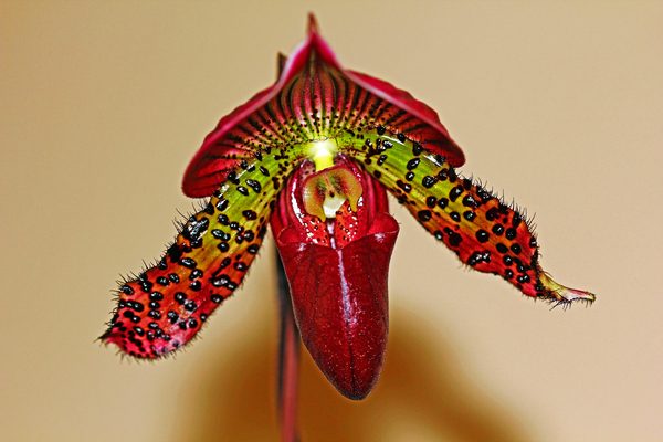 Slipper Orchid Print