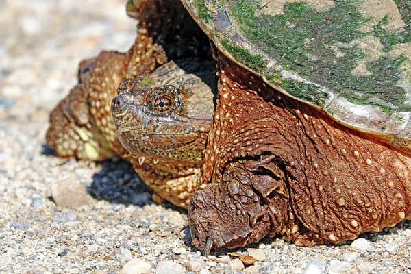 Snapping Turtle by Deb Oppermann