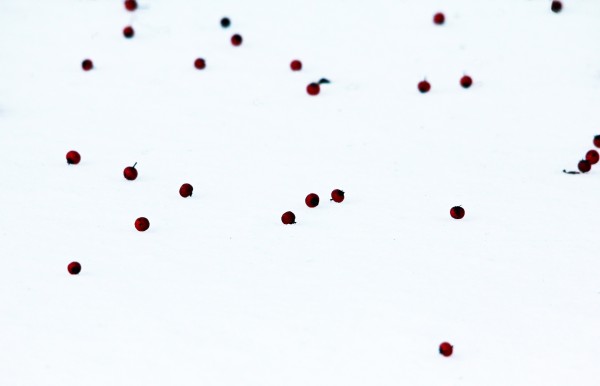 Snow Berry Abstract Print