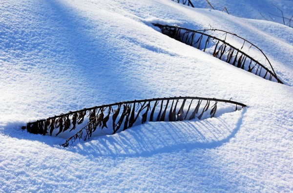Snowbound II Print