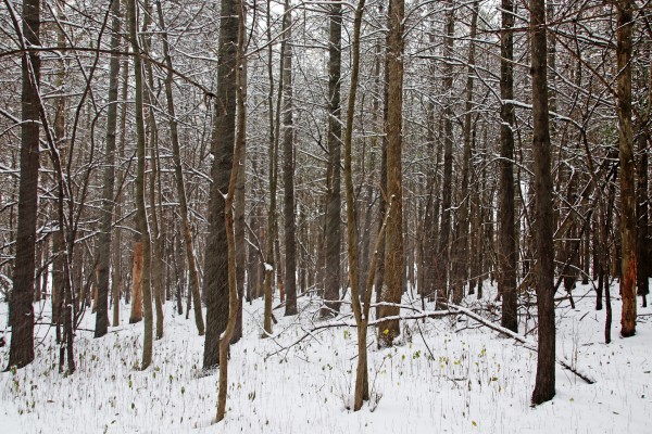 Snowing In The Forest by Deb Oppermann