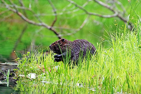 Someone Is Coming by Deb Oppermann