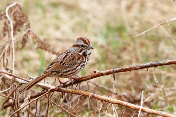Song Sparrow Print