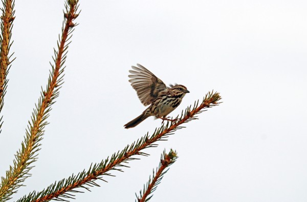 Song Sparrow On TakeOff by Deb Oppermann