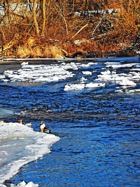 Speed River Floating Ice by Deb Oppermann