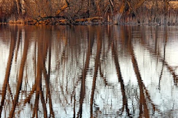 Spring Sunset Tree Reflections Print