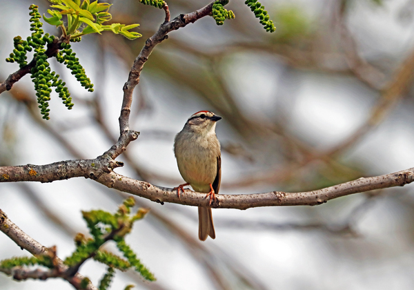 Spring Chipping Sparrow Print