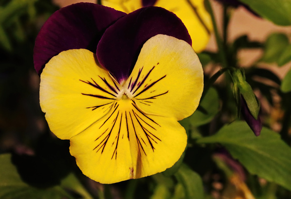 Spring Pansy Print