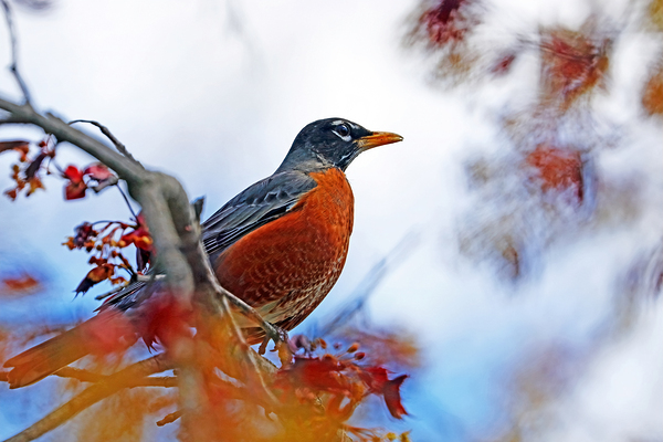 Spring Robin by Deb Oppermann