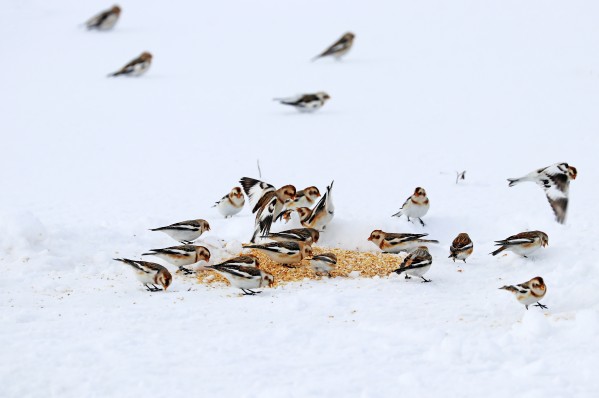 Squabbling by Deb Oppermann