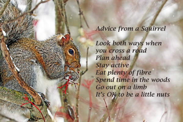 Squirrel Advice Print