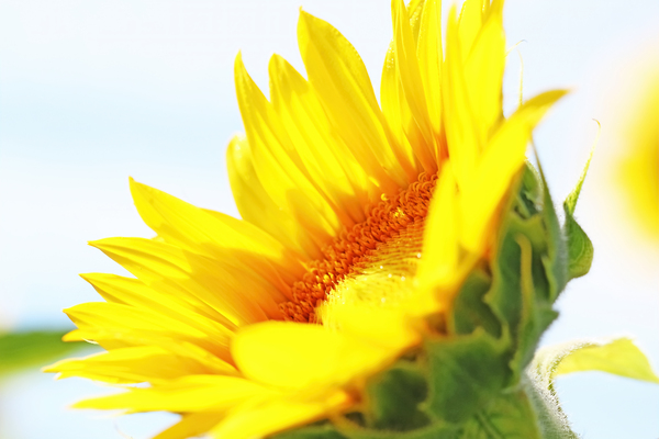 Staring Into The Sun Print