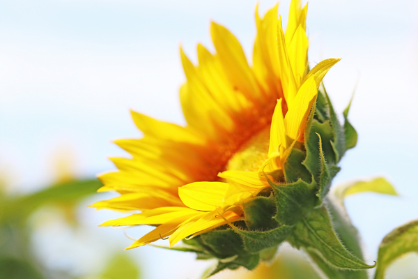 Staring Into The Sun I by Deb Oppermann