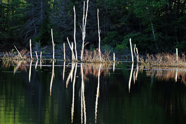 Summer Evening  Reflections Print