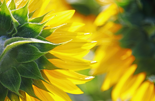 Sunflower Back Print