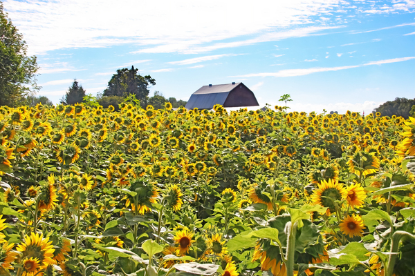 Sunflower Field Print