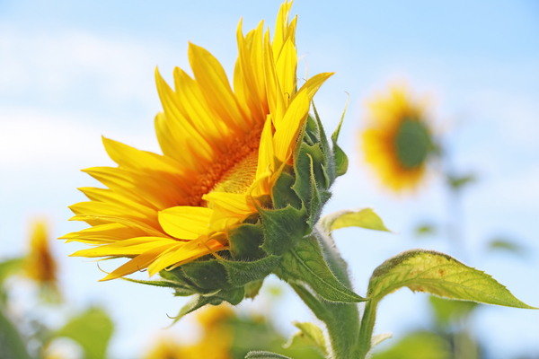 Sunflower In Soft Light by Deb Oppermann