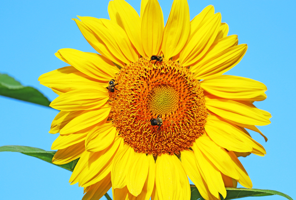 Sunny Side Up by Deb Oppermann