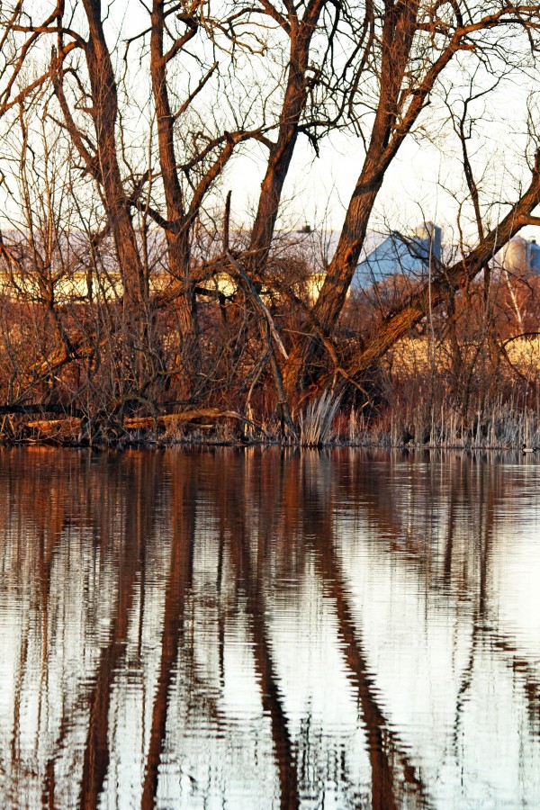 Sunset Tree Reflections With Barn Print