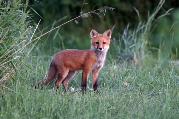 Sweet Red Fox Kit Print