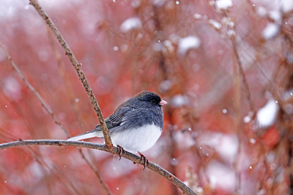 Sweet Junco by Deb Oppermann