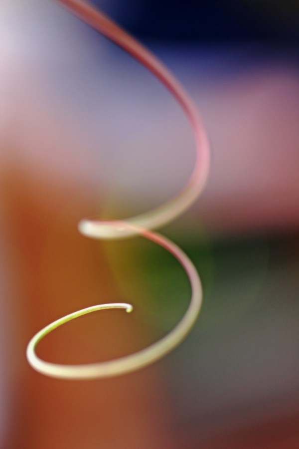 Tendril Print