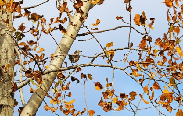 The Robin In The Poplar In Autumn by Deb Oppermann