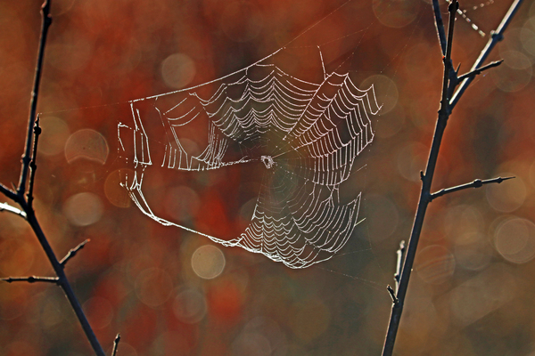 The Autumn Spiderweb by Deb Oppermann