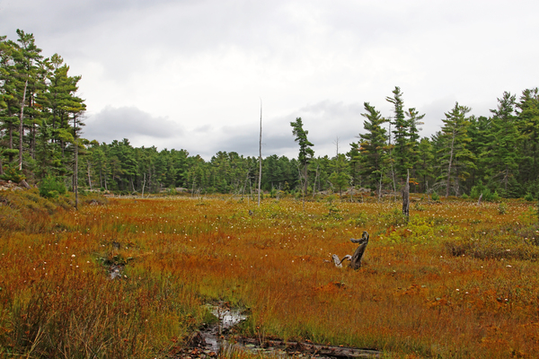 The Bog II by Deb Oppermann