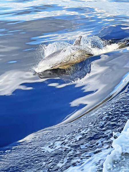 The Dolphin Splash Print