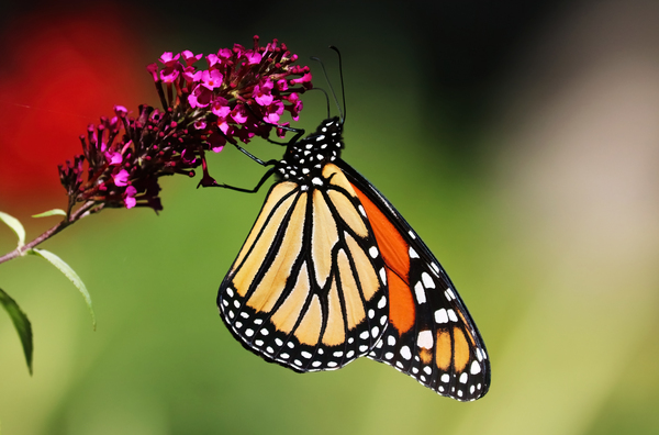 The Monarch Butterfly by Deb Oppermann