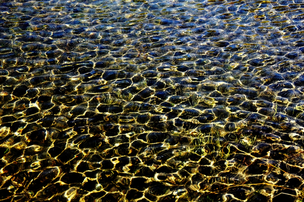 The Shallows     Print