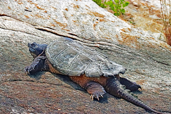 The Snapper by Deb Oppermann