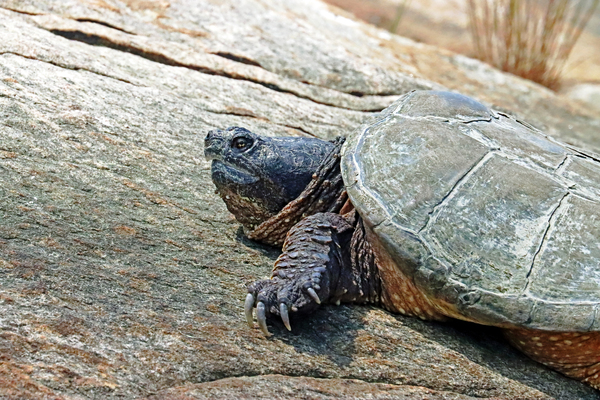The Snapper Close  Up by Deb Oppermann