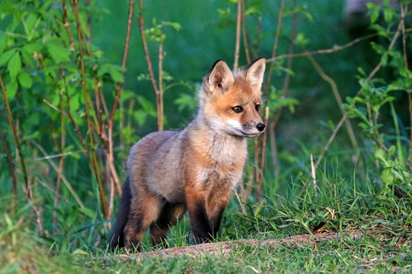 Thoughtful Fox Kit Print