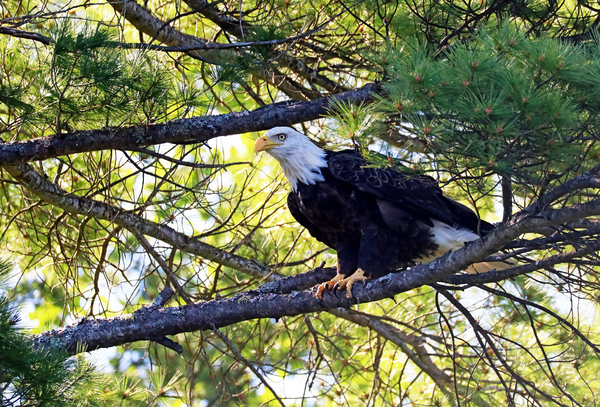 Too Close For Comfort by Deb Oppermann