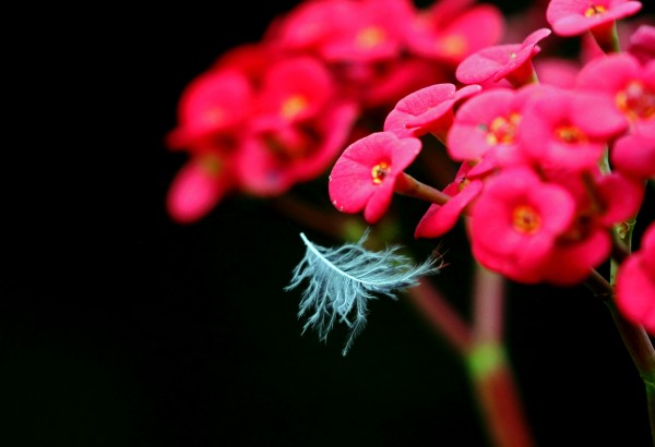 Trapped In Mid Air by Deb Oppermann