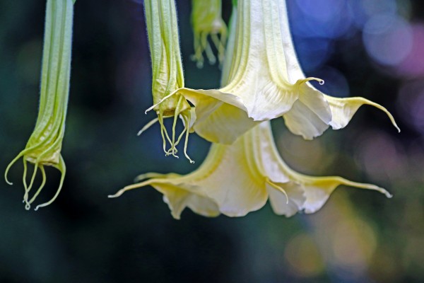 Trumpets Before And After by Deb Oppermann